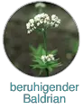 Beruhigender Baldrian