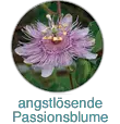 Angstlösende Passionsblume