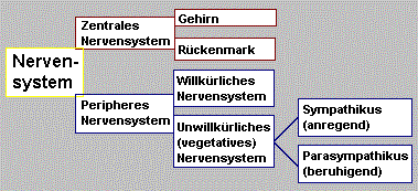 Jeder Teil des Nervensystems hat eine eigene Funktion.