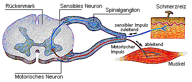 Schematische Darstellung eines Reflexbogens am Beispiel einer Schmerzreaktion.