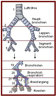 Der Bronchialbaum verzweigt sich bis zu 23 mal.