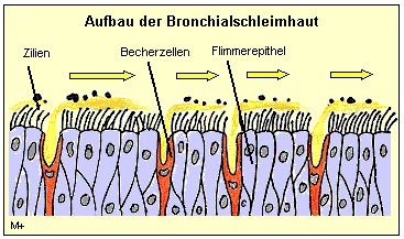 Gesunde Bronchialschleimhaut schtzt die Atemwege