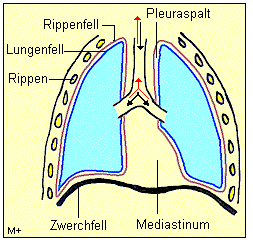 Die Pleura besteht aus 2 Blättern, dem Lungenfell und dem Rippenfell
