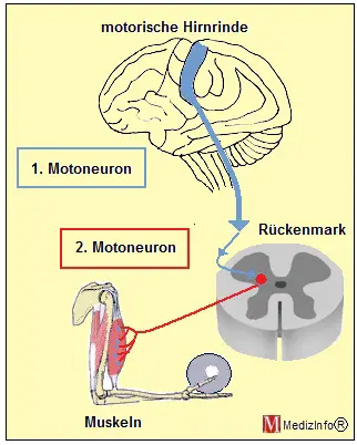 Anatomische Grundlagen der Amyotrophen Lateralsklerose