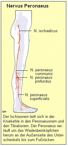 Verlauf des Nervus Peronaeus