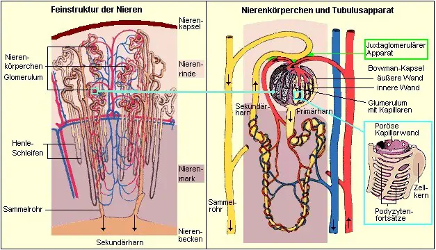 Von Innen sind die Nieren ein komplex aufgebauter Filterapparat.