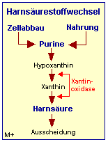 Harnsurestoffwechsel