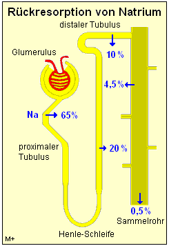 Die Rckresorption von Natrium und Wasser ist lebenswichtig