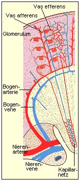 Ein Viertel des gesamten Blutes durchstrmt stndig die Nieren.