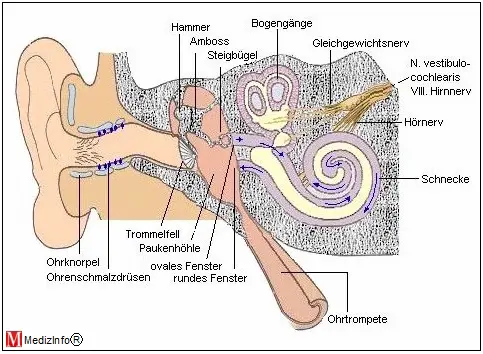 bersicht ber das uere Ohr, Mittelohr und Innenohr.