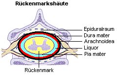 Rckenmarkshute