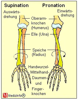 Drehbewegungen des Unterarms