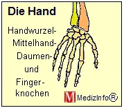 Hand und Handwurzelknochen