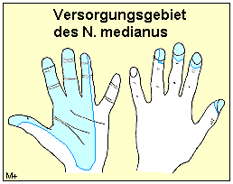 Sensible und motorische Versorgungsgebiete des N. medianus