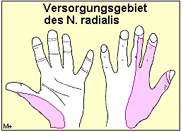 Sensible und mototrische Versorgungsgebiete des N. radialis