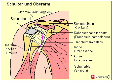 Medizinfo Orthopadie Erkrankungen Von Schultergurtel Und Arm