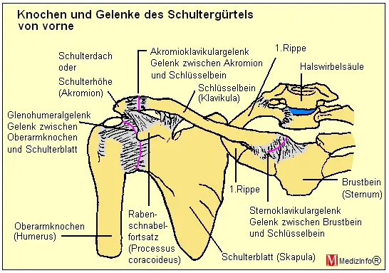 Knochen und Gelenke des Schultergrtels