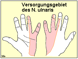 Medizinfo Versorgungsgebiete Der Drei Grossen Handnerven