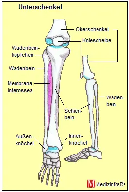 Anatomie des Unterschenkels