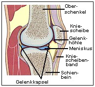 Kniegelenk