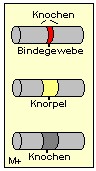 Synarthrosen bestehen aus verschiedenen Geweben.