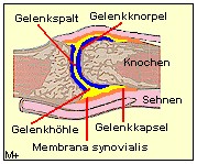 Grozehengrundgelenk mit charakteristischen Gelenkaufbau.