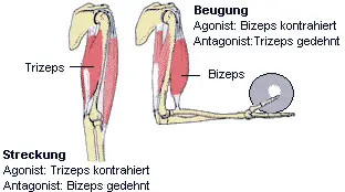 Zu einer Bewegung gehren immer zwei: Agonist und Antagonist.