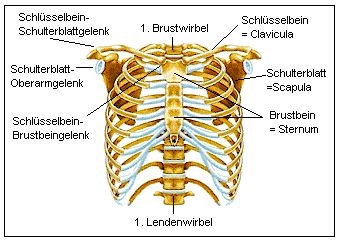 Die Wirbelsule trgt Brustkorb, Schulterblatt und Arme.