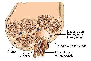 Muskelfasern sind von festen Hllen umgeben.