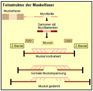 Die Streifen der Skelettmuskeln ergeben sich aus der Feinstruktur des Muskels.