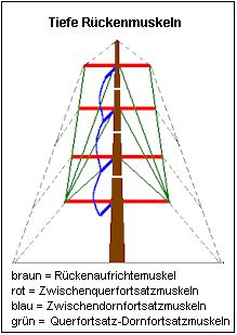 Tiefe Rckenmuskel