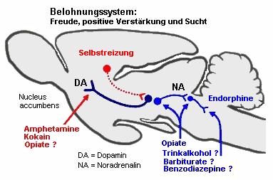 Das Belohnungssystem wird durch Drogen angeregt.