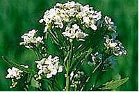 Meerrettichbl�te
