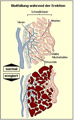 Blutfllung der Schwellkrper whrend der Erektion