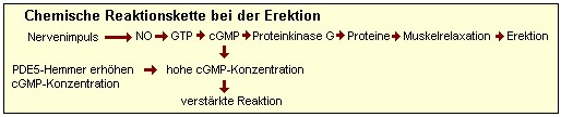 Chemische Reaktionskette bei der Erektion