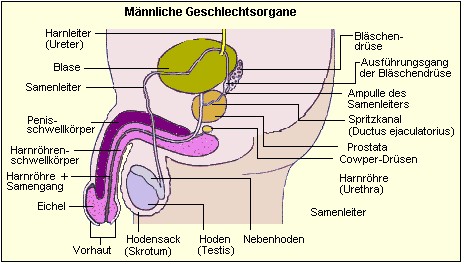 Mnnliche Geschlechtsorgane