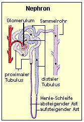 Nierenkörperschen und Tubulusapparat bilden zusammen das Nephron.