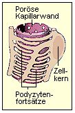 Die Podozyten mit ihren Fchen bilden ein feines Netz um die porsen Kapillarwnde.