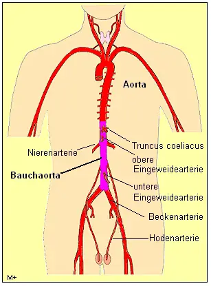 Die Aorta und ihre Abzweigungen