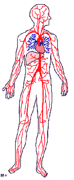 Arterien des Körperkreislaufs