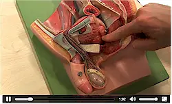 Video Nierenversagen starten