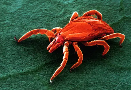 Zecke im Nymphenstadium