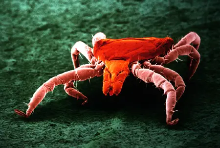 Zecke im Nymphenstadium, Frontalansicht