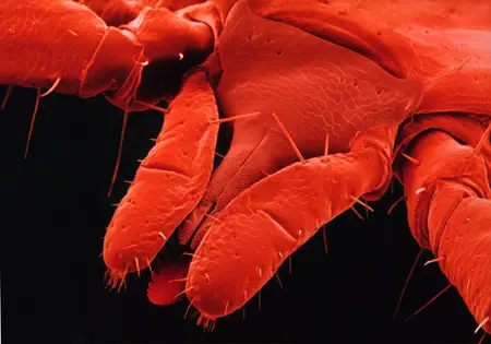 Zecke im Nymphenstadium, Detail der Saugwerkzeuge 