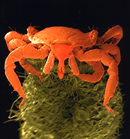 Zecke in Lauerstellung