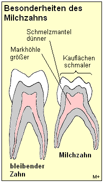 MIlchzähne unterscheiden sich von permanenten Zähnen