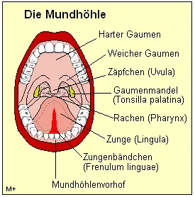 Die Mundhhle