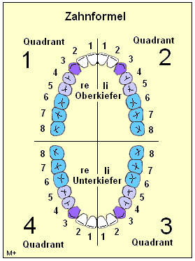 Internationale Zahnformel zur genauen Dokumentation