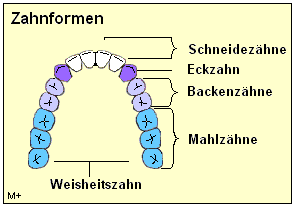 Die Zahnformen bei Erwachsenen