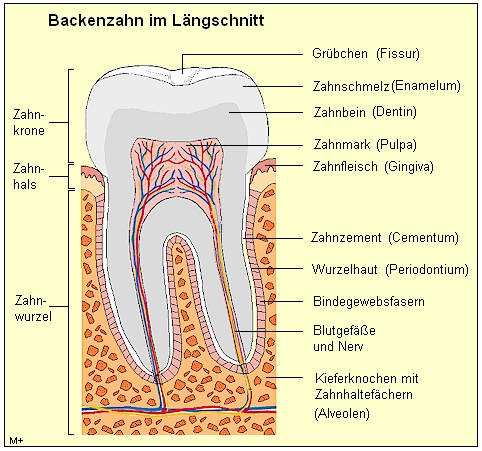 Typischer Zahnbaufbau am Beispiel eines Backenzahns